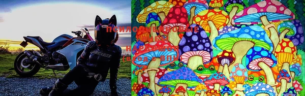 PSILOCYBIN Нязепетровск
